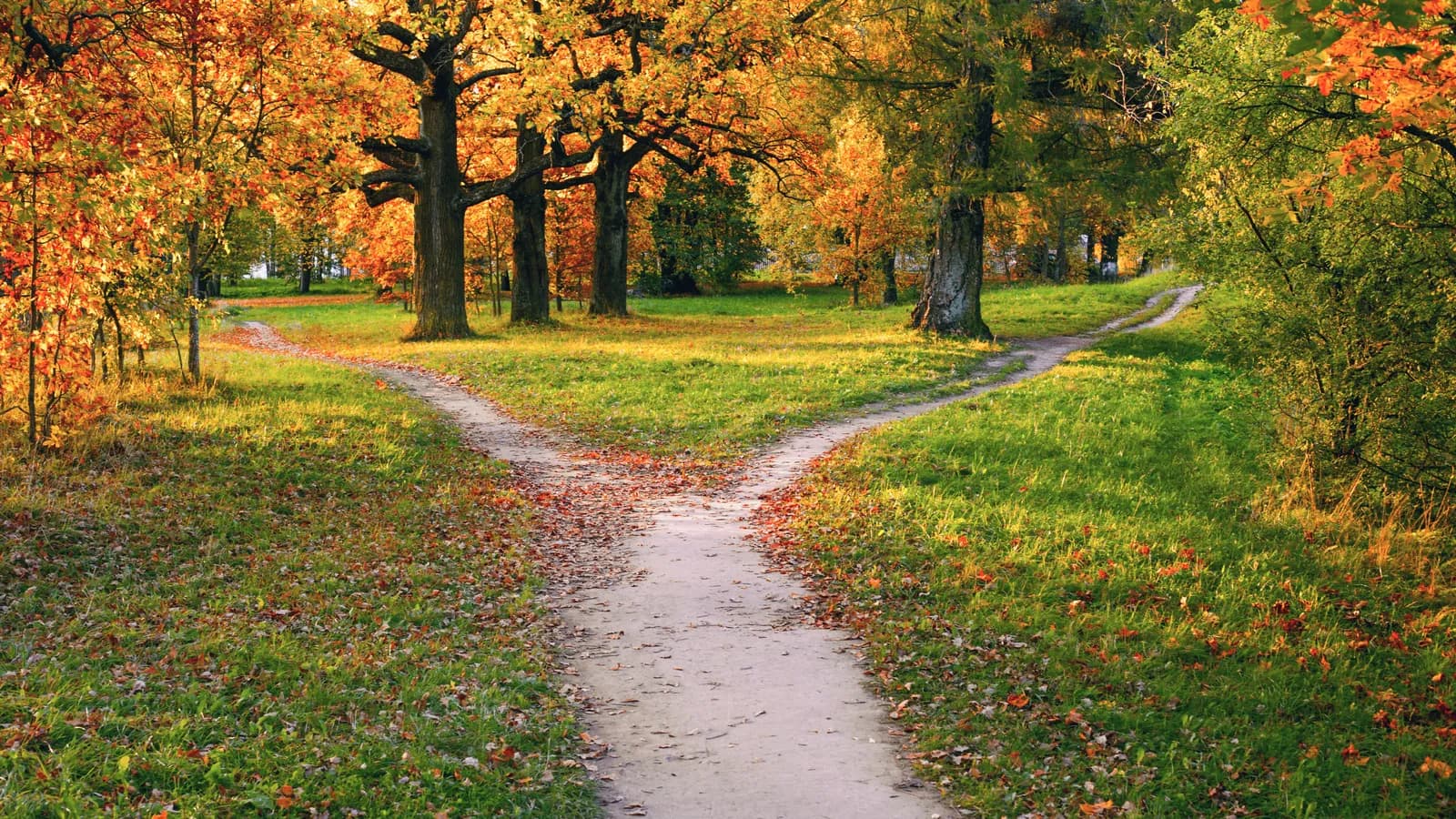 A trail covered in fallen autumn leaves dividing into two paths through the trees