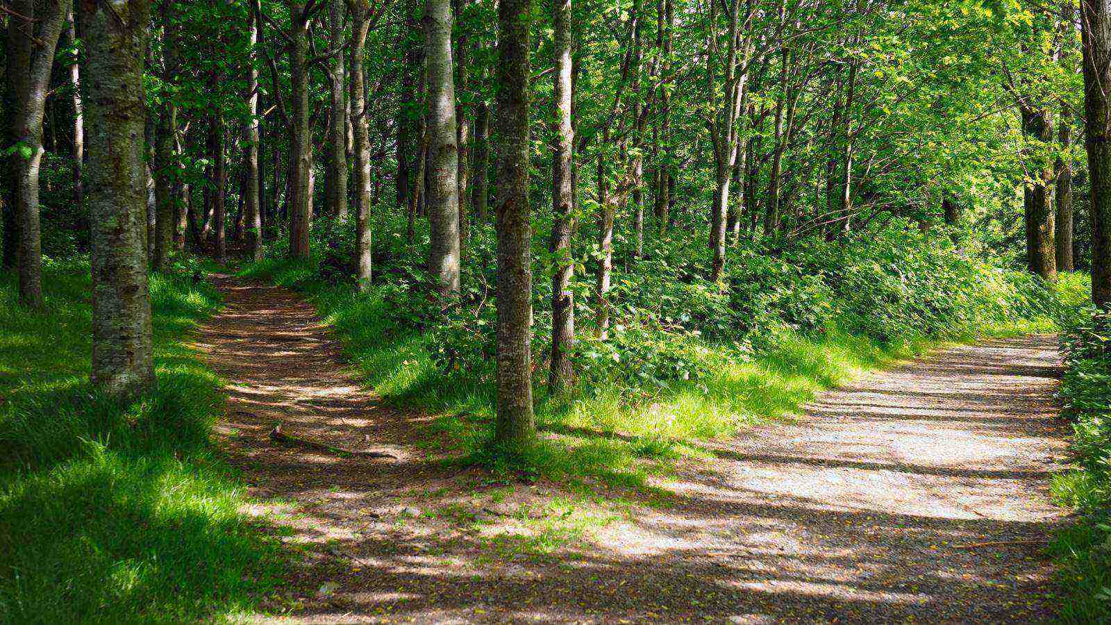 Two paths divide in a green forest.